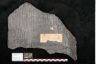 Foto (Objekt + Etikett) von Calamites gigas Brongniart (NHMW-GEO-2024-0188-10985)